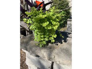 GARDEN CLIPPINGS: Winning annuals for containers