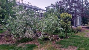 Sbocciano i “Giardini Caneva”, riconoscimento all’eccellenza