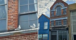 Protected birds ‘illegally removed’ from former gin bar by man on ladder