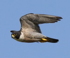 Aves migratorias: viajeras incansables (+Genially+Fotos)