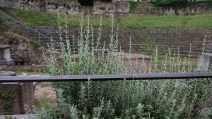 I commenti social dei turisti sul Teatro romano di Trieste: «Rovine suggestive ma non valorizzate»