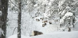 How reindeer herds, nature and Sámi culture can thrive when forests are restored across northern Europe