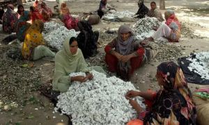 Cotton prices surge as season starts early