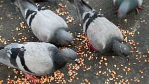 AI-powered pigeon sprayer goes viral after Reddit user builds balcony defence system