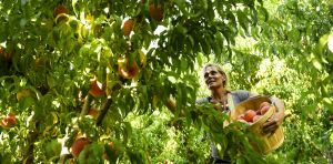 A fungal disease, along with climate change, threatens Colorado’s prized peaches