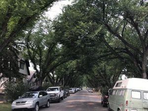 Brookman: City's free tree program lacking followup care