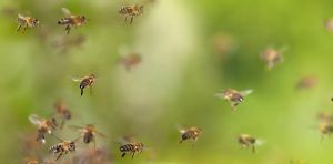 Eaten, used as taxis and vomited up: how bees support other animals