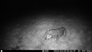 Après les dernières attaques, le « territoire du loup » a été élargi en Béarn (+ carte)