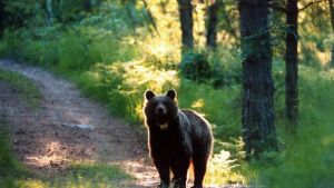 Avvistato un orso sull’Altopiano di Asiago