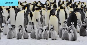 Humanity’s endangered, so let’s take a tip from the penguins
