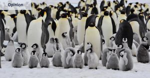 Humanity’s endangered, so let’s take a tip from the penguins