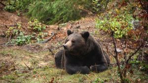 Edolo, il giovane orso in cerca di cibo: “Non lasciate alimenti all’aperto”