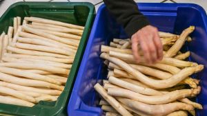 So günstig ist regionaler Spargel aktuell zu haben