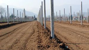 Vigneto spogliato: rubate 700 barbatelle per fare il Prosecco