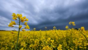 Schauer-Wochenende: Böen, Gewitterrisiko, Bergflocken