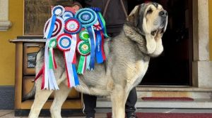 Hugo, il mastino spagnolo di Barcis che ha conquistato il primo posto sul podio mondiale