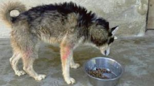 Alla Casa del cane vagabondo 11 husky e due cuccioli dal Lazio