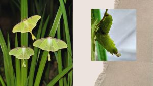 The Luna Moth that Saved Me