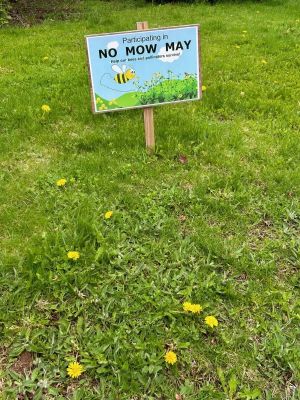 A Walk in the Woods: What science is behind No Mow May?