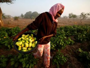 Amid the fertiliser crisis, Africa has a chemical-free option: Agroecology