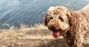 Adopted puppy takes first walk with new family and digs up treasure worth nearly $8,000