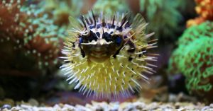 How ‘Puffer-Fishing’ Is a Big Dating Risk