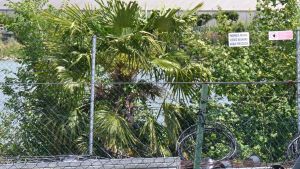 Allarme a Pistoia: “Ho visto un coccodrillo nel lago”. Recintata la zona: piazzate le fototrappole