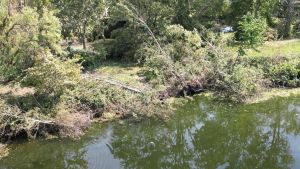 Nuovi alberi nel parco del Ticino devastato dal ciclone Poppea