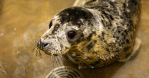 Seal pup who made headlines after turning up on doorstep released to the wild