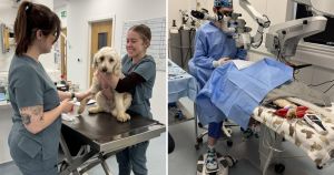 Cockapoos undergo sight-saving surgery after being found 'under piles of dogs'