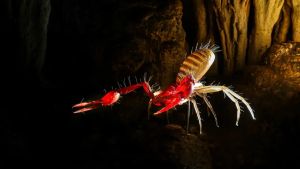 Alla grotta delle Torri di Slivia arriva lo scorpione in versione 3D