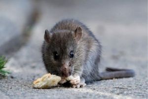 Argentina 101: What is hantavirus and how do you prevent it