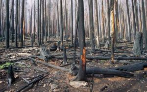 What is a healthy forest?