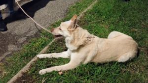 Livorno, cane spaventato vaga in mezzo alla strada: salvato da un gruppo di ragazzi