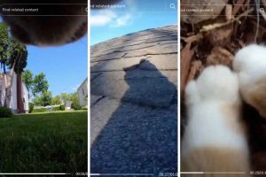 Cat owner put a first-person camera on its collar and accidentally filled the world with delight