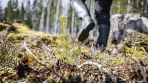 Metsänhoito | Pienistä taimista kasvaa huomisen metsä