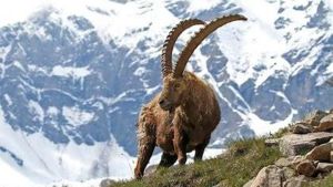 Riforma caccia, stambecco a rischio: il caso finisce in consiglio regionale