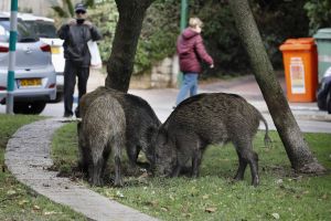 Haifa’s war on wild boars drops off the grid, as key oversight quietly disappears