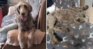 Oldest dog rescued from house with 250 poodles finds retirement home