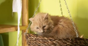 L’illogicità dell’economia spiegata ai gatti