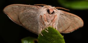 A newly rediscovered moth species in Florida may already be at risk