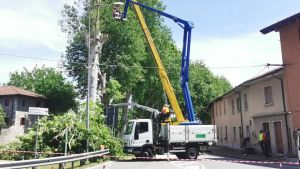Al via l’abbattimento di quattro grandi platani in viale Vat a Udine: erano a rischio crollo
