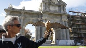 Así luchan las ciudades españoles contra las palomas: desde rejillas y pinchos a halcones para ahuyentarlas