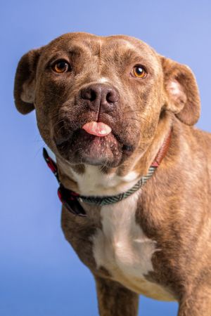 Family stages an intervention for pit bull that only misbehaves when Grandma is around