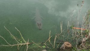 Il mistero del coccodrillo nel laghetto, ecco la foto (che alimenta grossi dubbi). Bocche cucite delle autorità