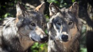 Un branco di Lupi attacca le mucche. È allarme in Val Brembana: “Quello che avevamo previsto si è avverato”