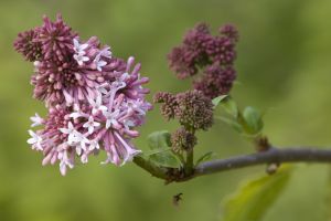 Après les lilas… l’urgence de vivre