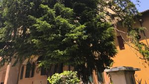 Passeggiata botanica tra gli alberi monumentali