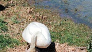 Meraviglia a Torricella. Si schiudono le uova e nascono i piccoli cigni