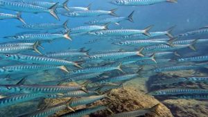 Mare sempre più caldo, pesca, inquinamento: così cambia la fauna ittica nel golfo di Trieste